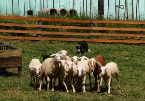 O pequeno cão da raça Collie controla as ovelhas da fazenda com disciplina e comando.
