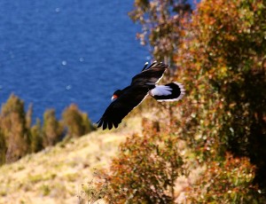 Gaviões sobrevoam as margens do lago em busca de alimento.